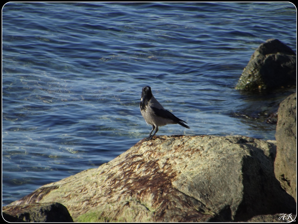 Karga karga gag dedi...