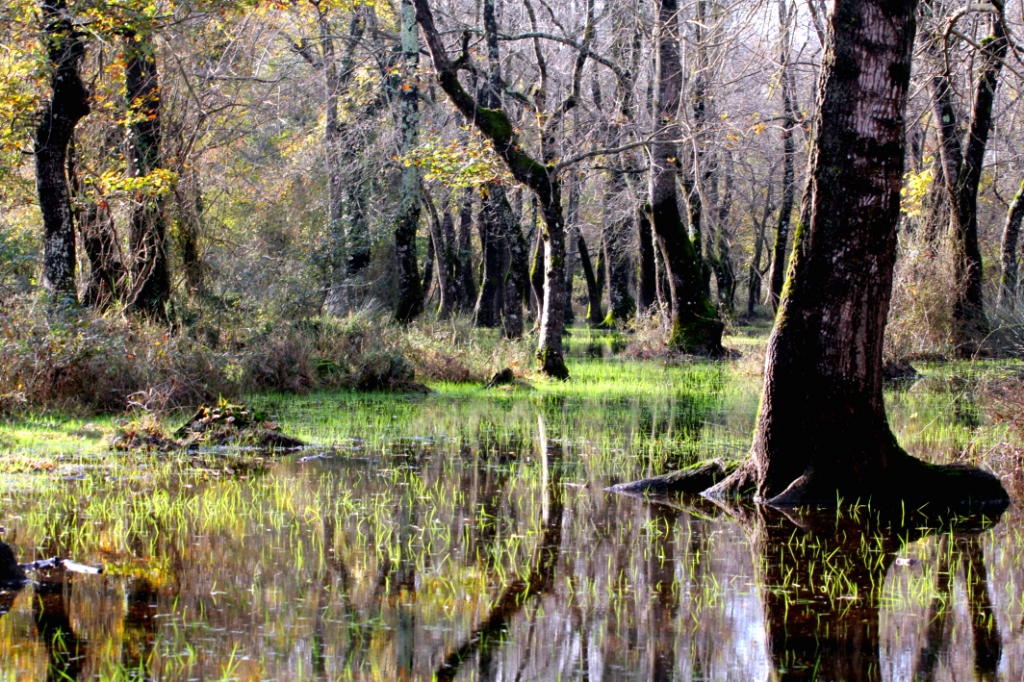 Longoz (Galeri SuBasar Orman)