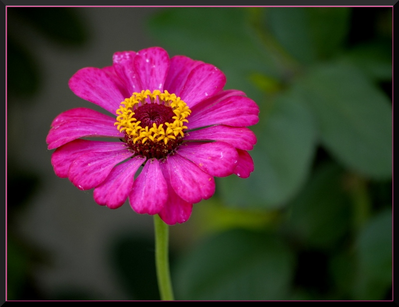 Zinnia elegance