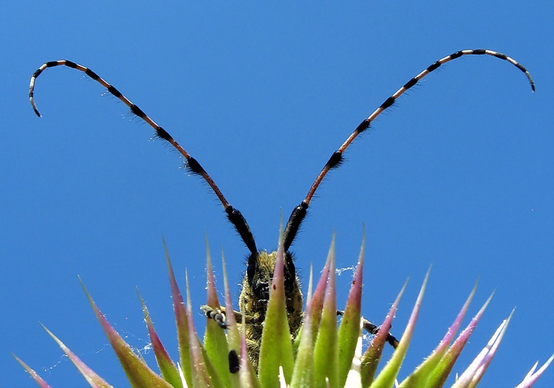 Teke Bei (Cerambycidae)