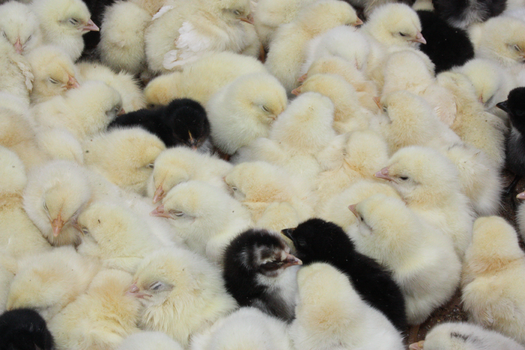 ���yen civcivler