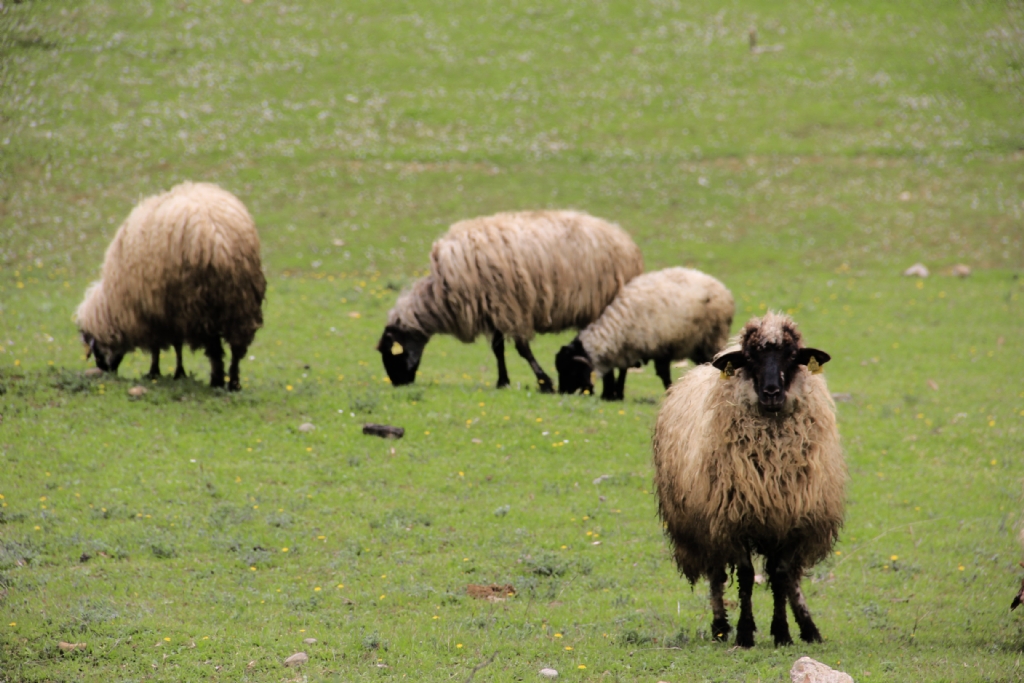 bir poz alabilirmiyim ?