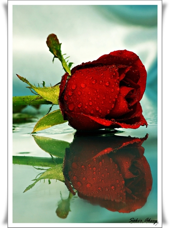 G�L HASRET�N ADIDIR