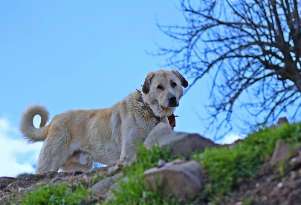 Anatolian Shepherd Dog