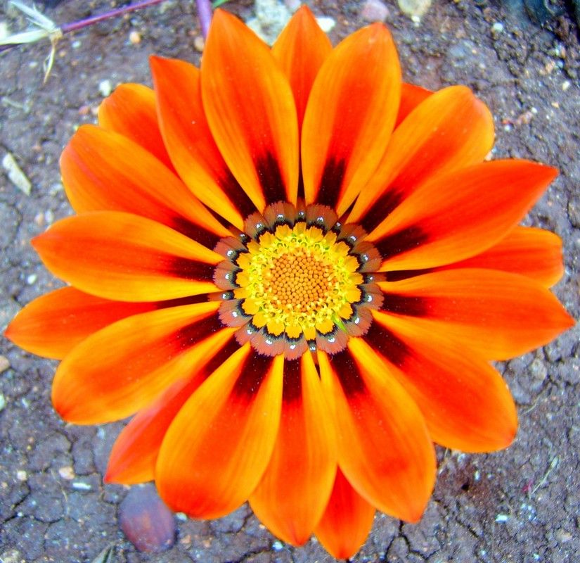 ...Ateten Kzaran iekler Misali...