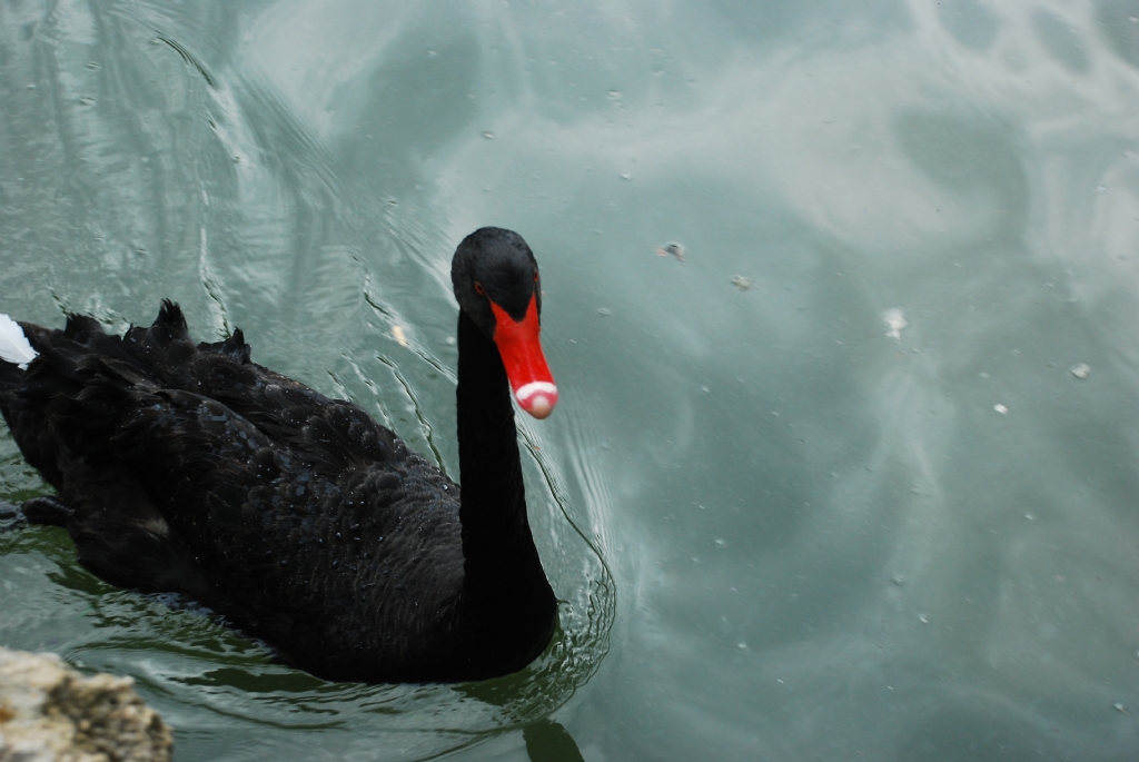 black swan