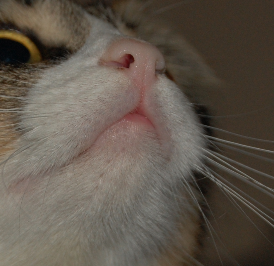 bir kedinin az durumu 