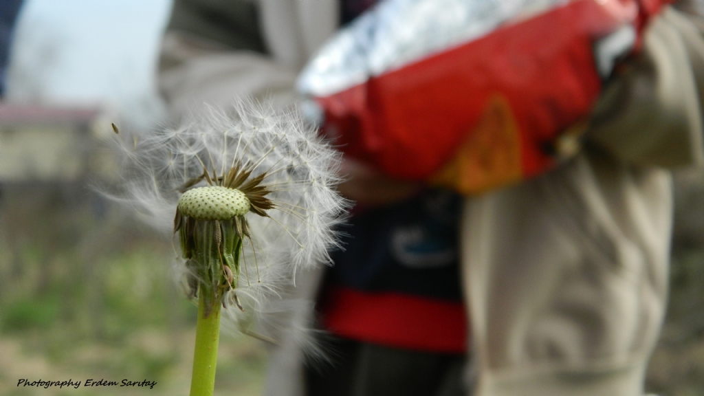 Dandelion