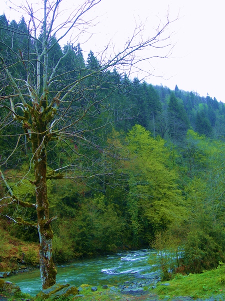 yamurda karadeniz