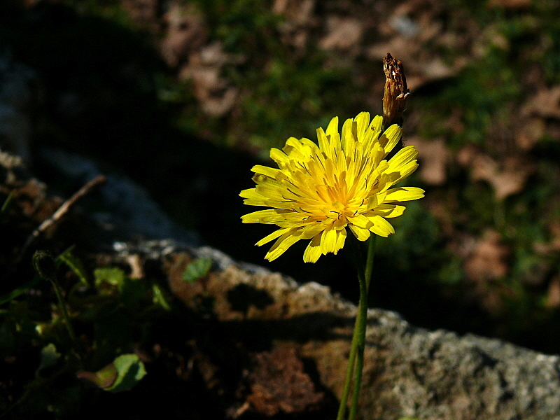 Sar Bahar Karahindiba