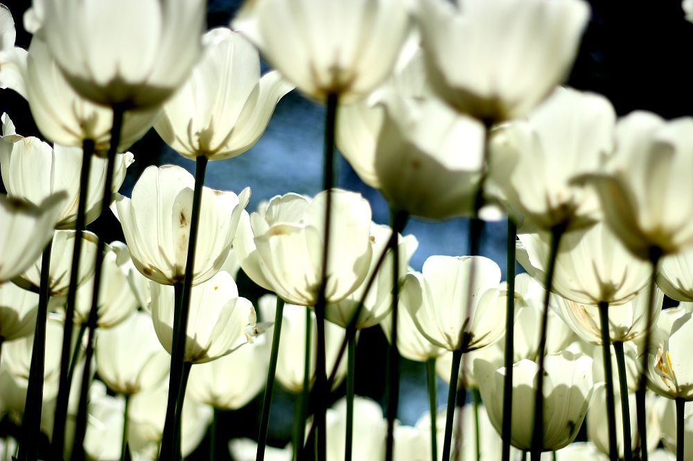 Emirgan' da Laleler...