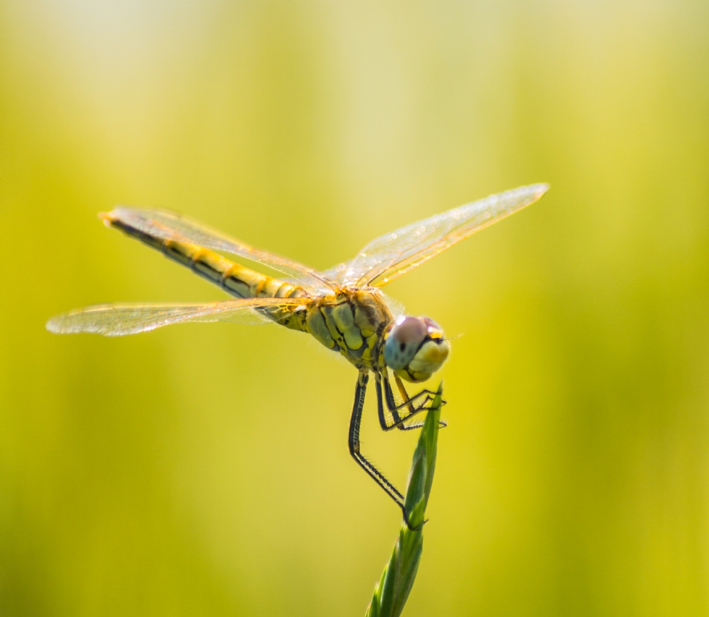 DragonFly