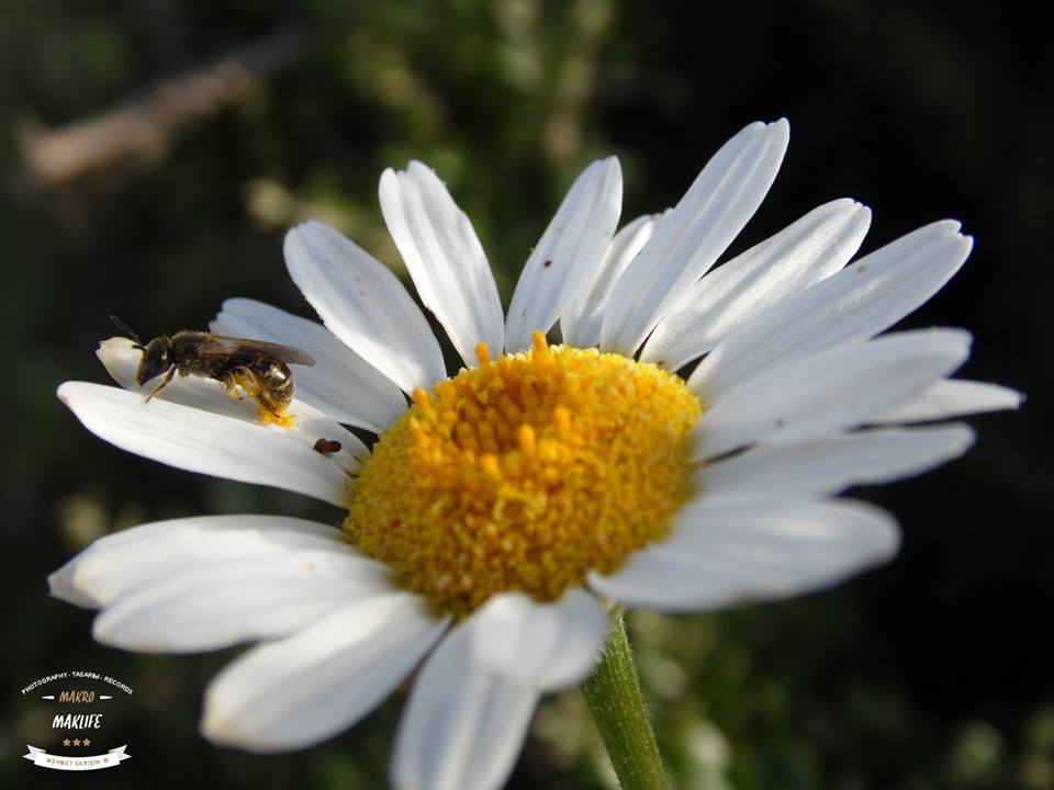 Yar�n ki �ekimlere �ncelik Time lapse test