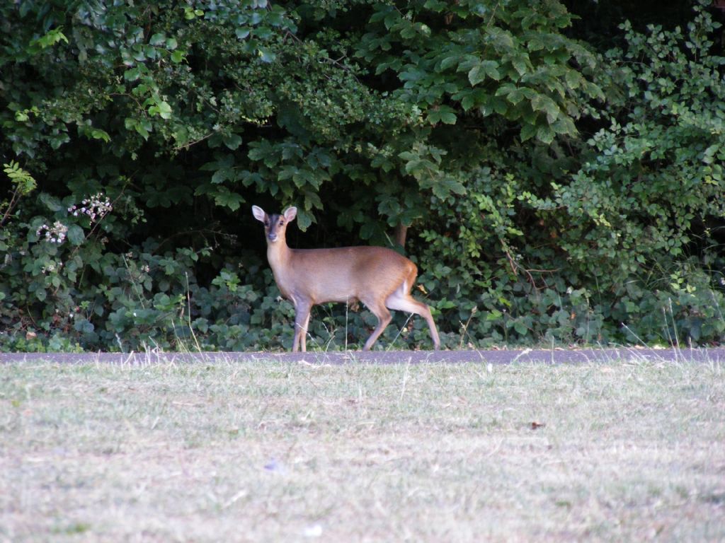 muntjac geyigi