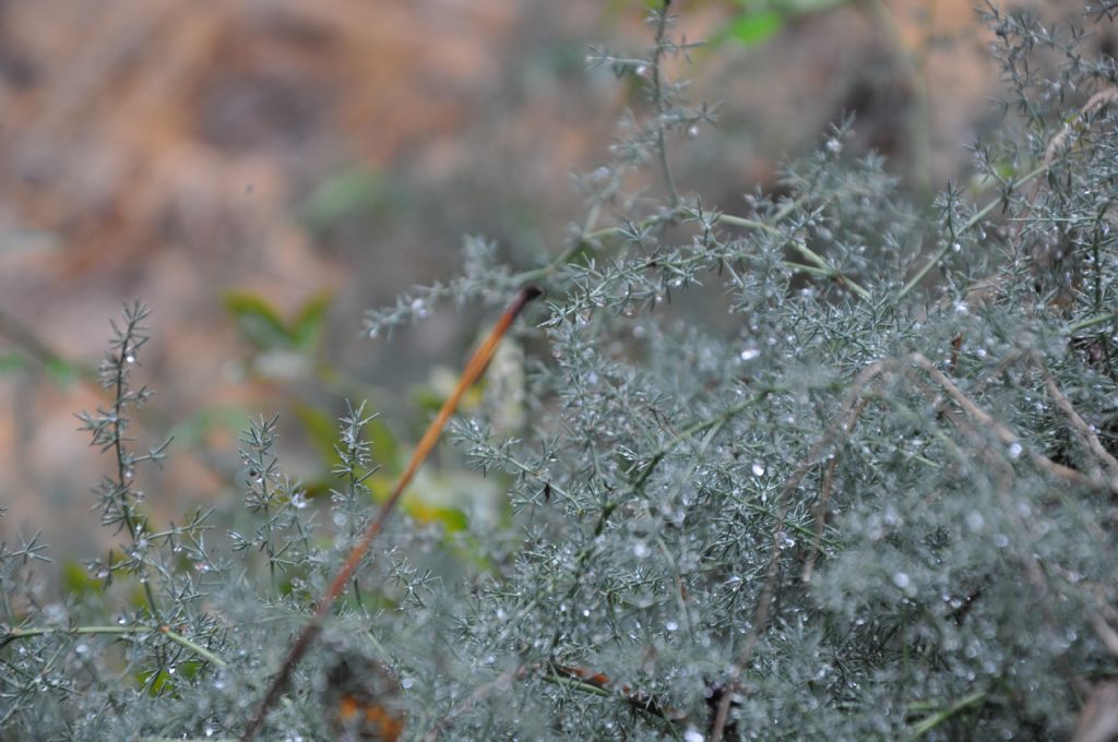 Ya�mur damlalar�