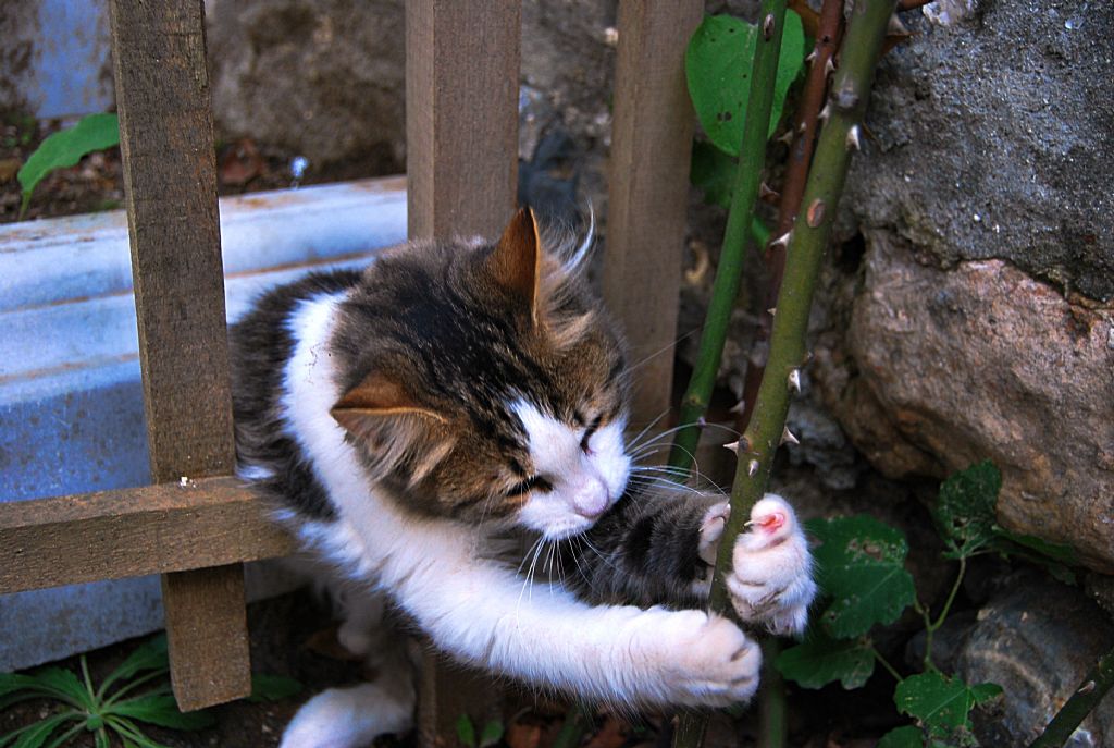 gln dikeni kedinin trna