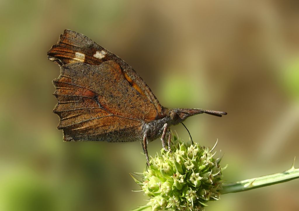 itlenbik Kelebei (Libythea celtis)