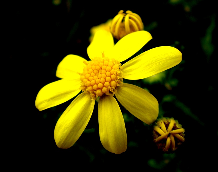 Senecio (kanarya otu)