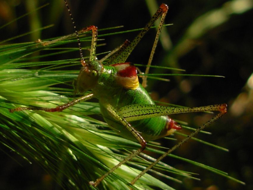 bir gece..bir ekirge..