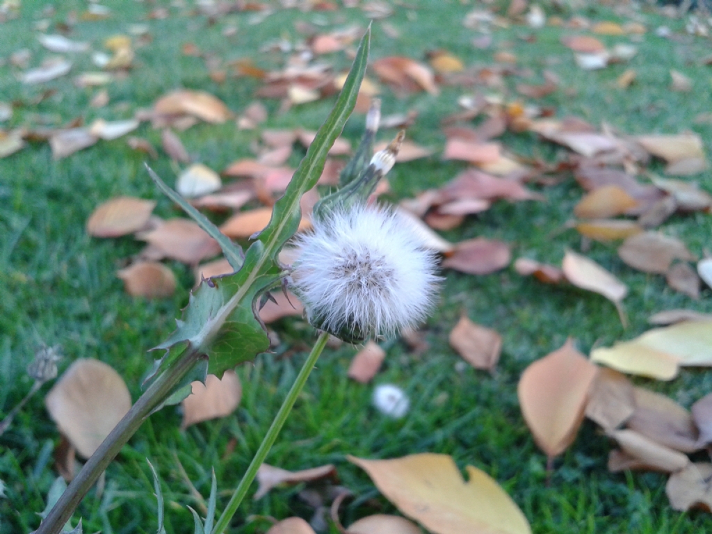 Karahindiba ve sonbahar