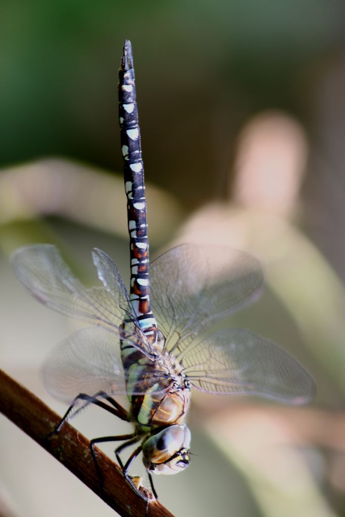 cambaz (Aeshna affinis)