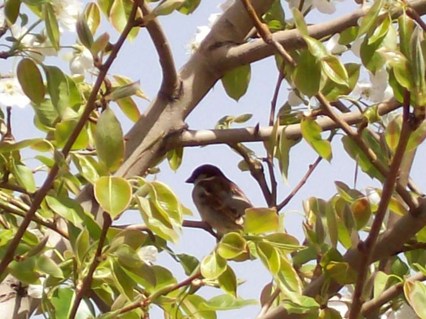 dallar arasnda ki ku