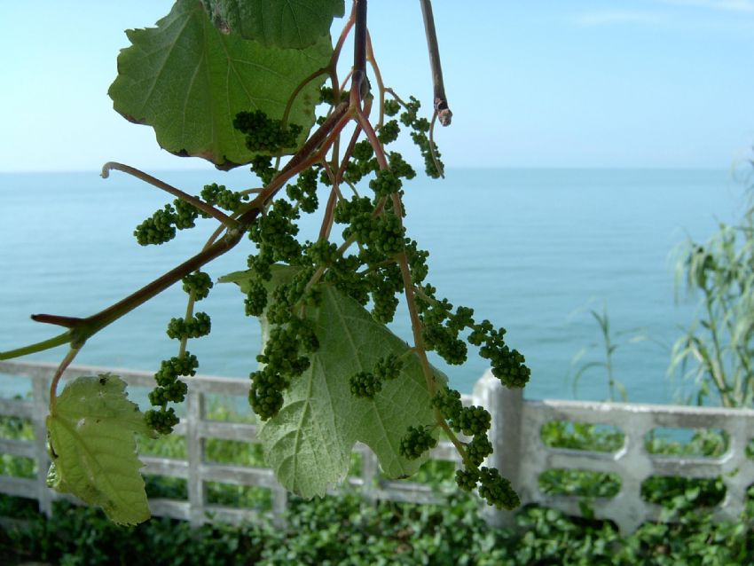 Akdeniz'de bir sabah