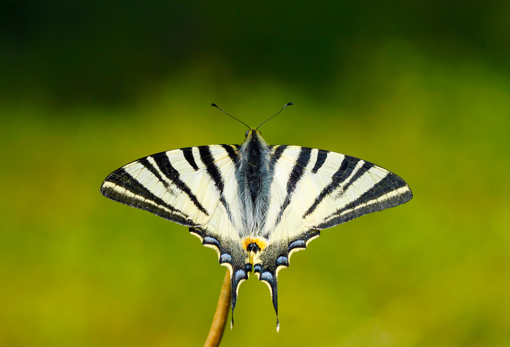 K�rlang�� Kuyruk