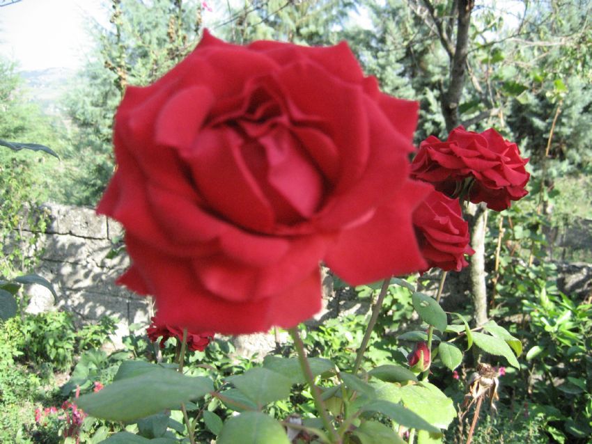 yaama merhaba demek,