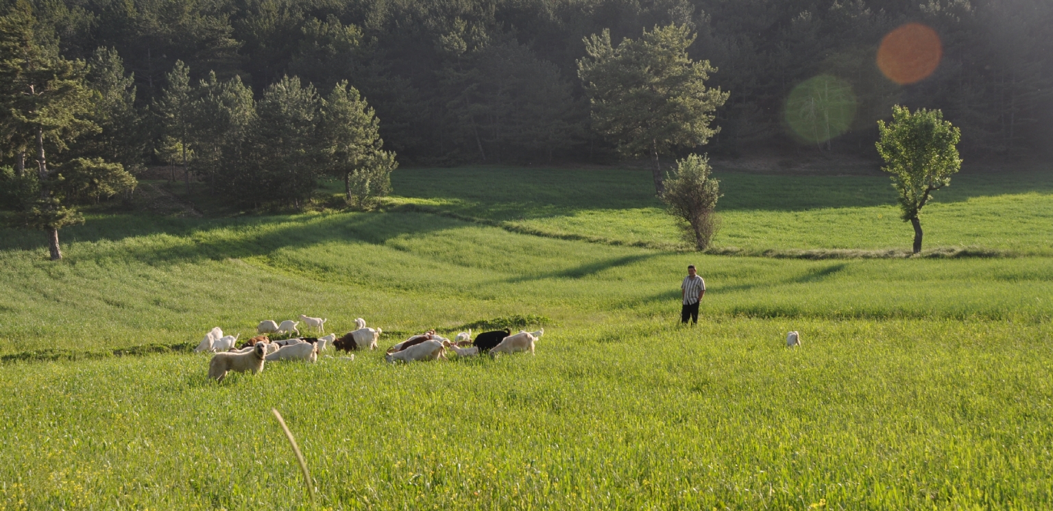 �oban Arkada� ve S�r�s�