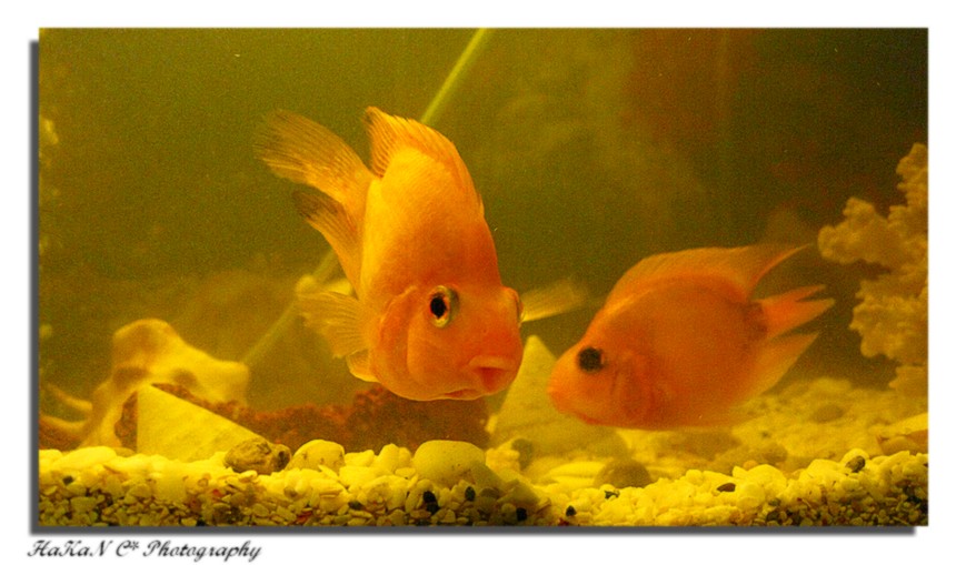 Kandiliniz M�barek Olsun...