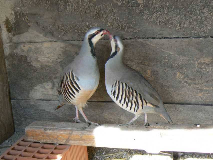 ku�lar�n a�k�