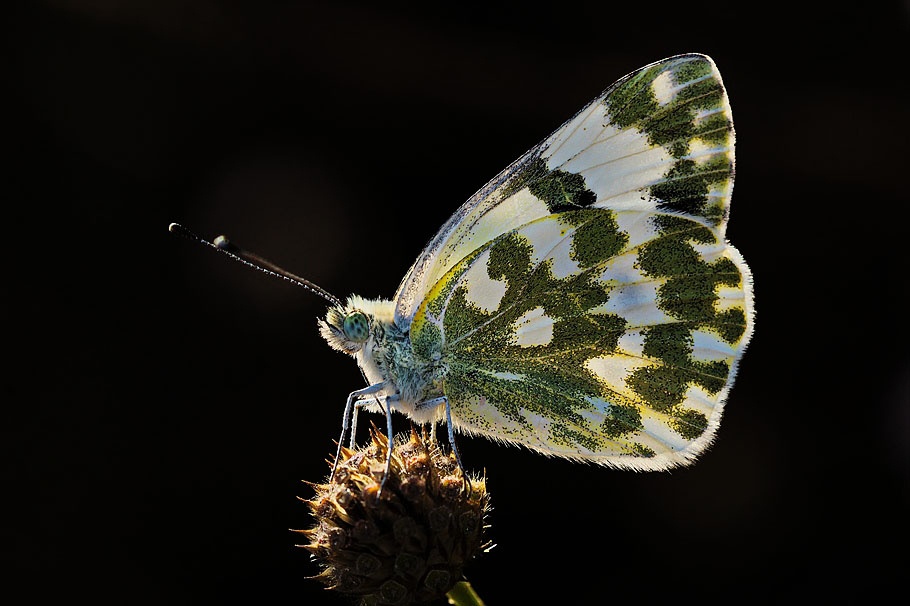 Cumhuriyet retmenlerine