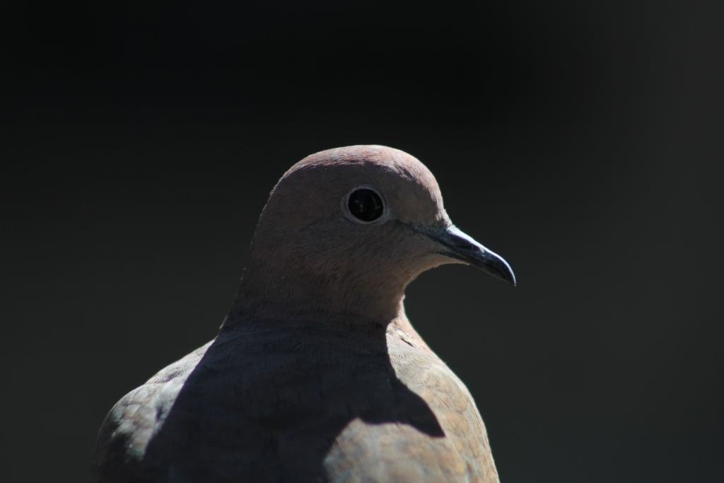 �ehir G�vercinleri 2