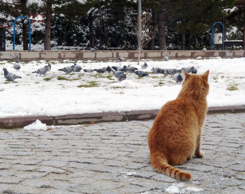 Kedi Gibi