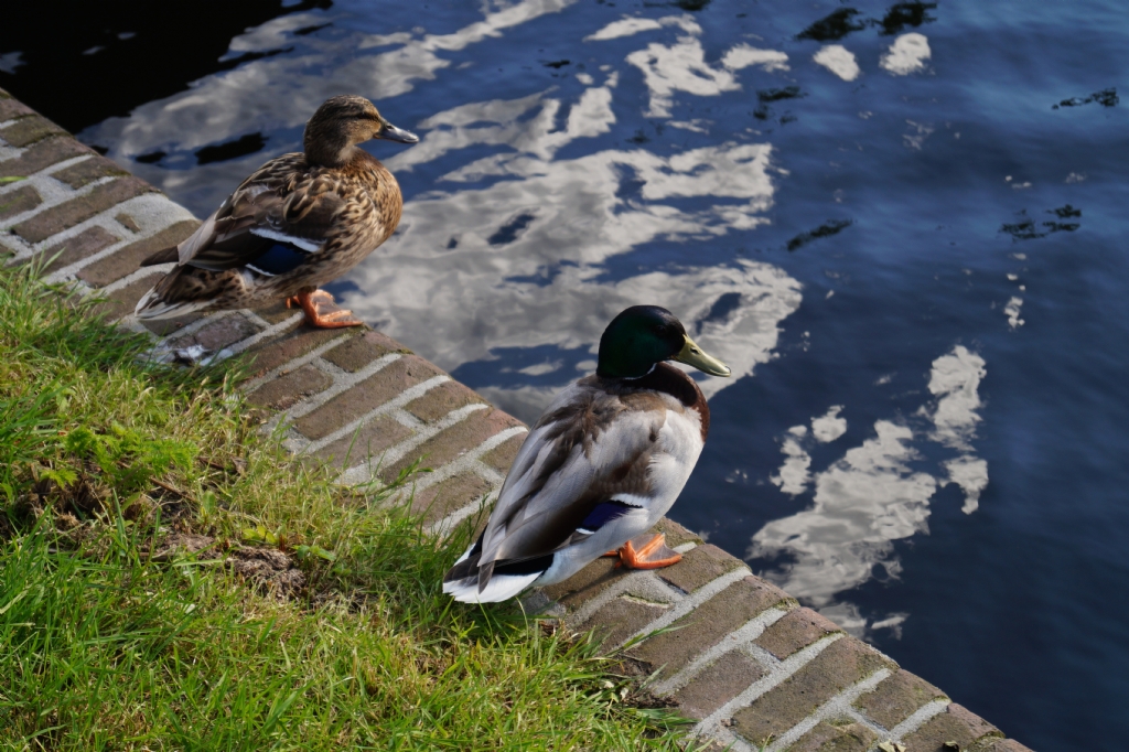 Kanaln kysndaki kular