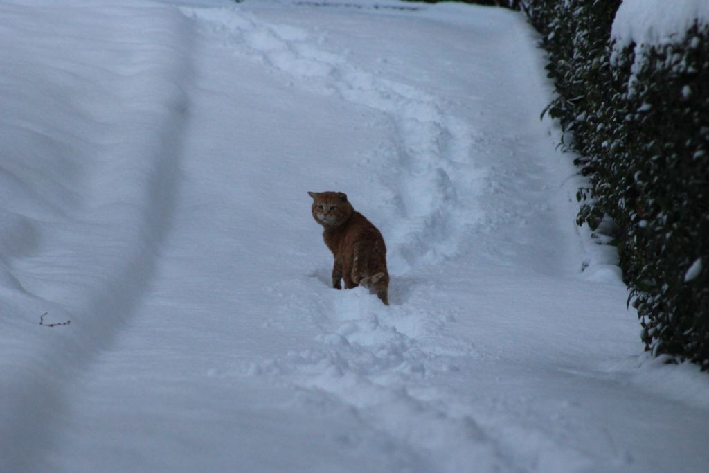karlbirgn ve kedicik