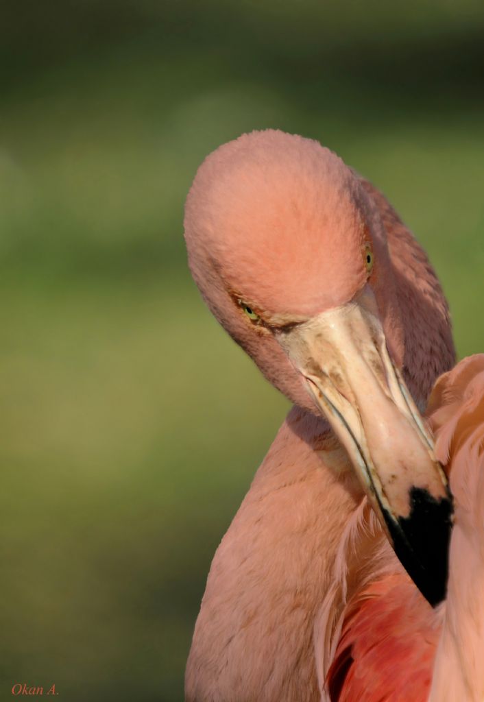 Flamingo