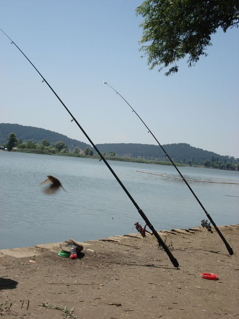 AVINI BEKLEYEN OLTALAR