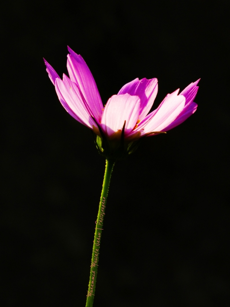 ters ���k �i�ek