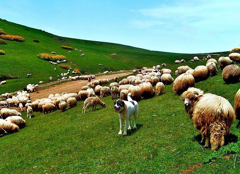 Koyunlar ve bekileri