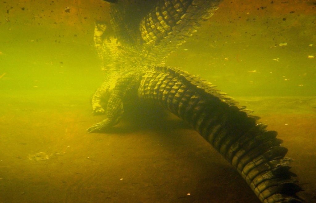 Dnyann en byk Timsah-Bolm 2