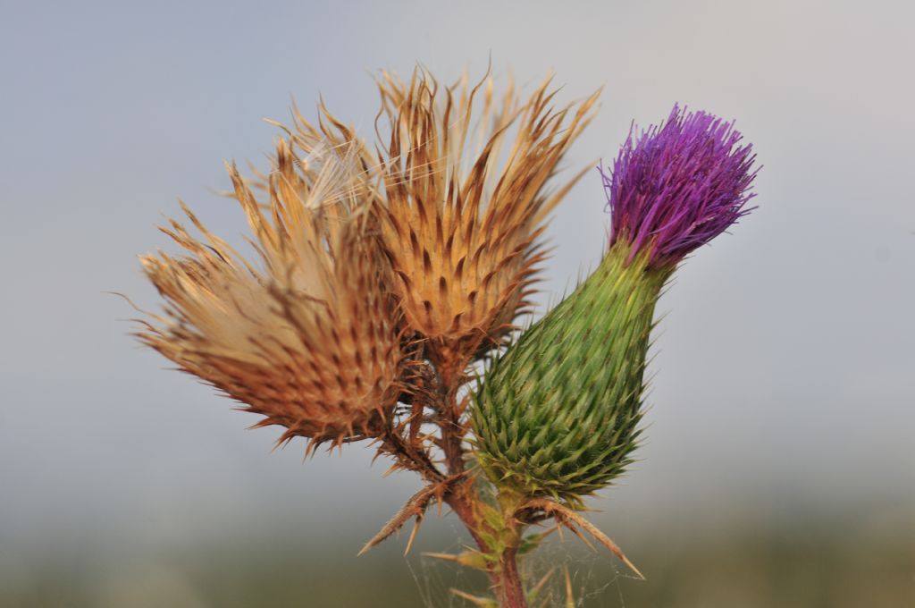 Sonbahar�n b�y�l� renkleri