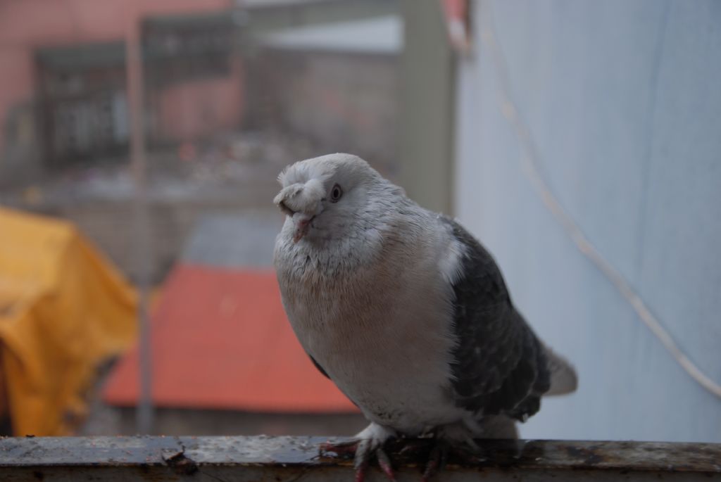 Balkona gelen misafir