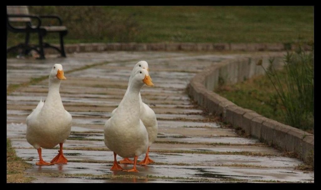 Kamp�s �rdekleri