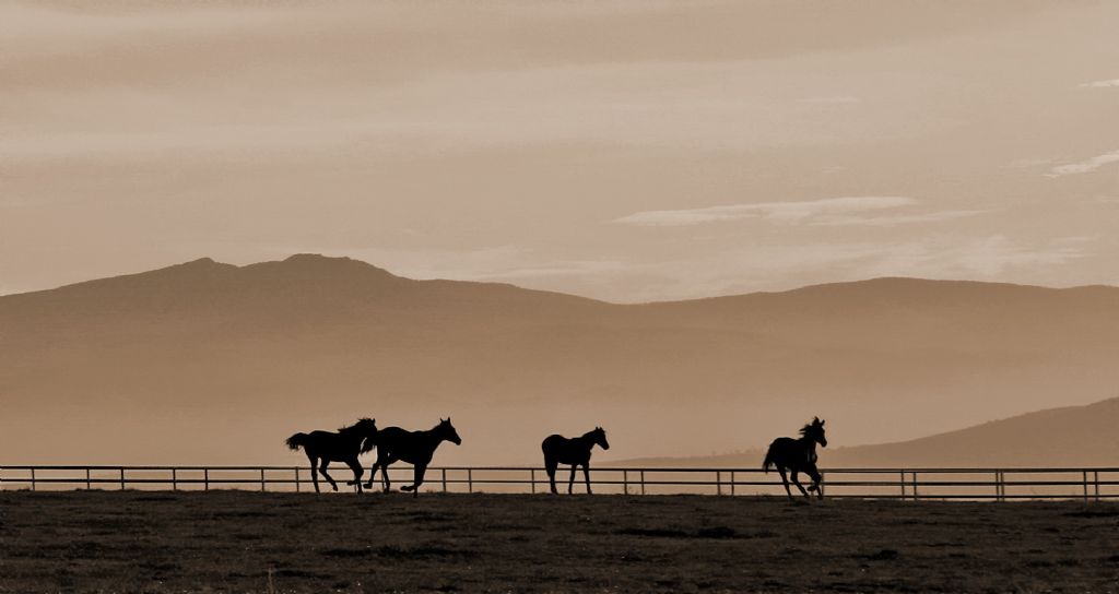 sepia