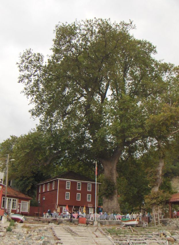 kastamonu belde�irmeni ��nar�