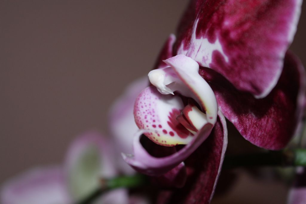 Orkide'mmm
