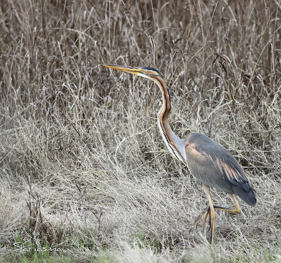 Erguvani bal�k��l