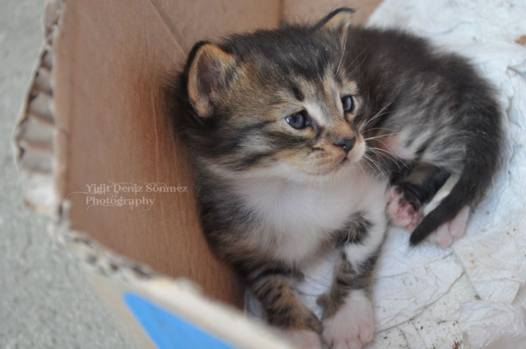 What is the cat_? This is in the box